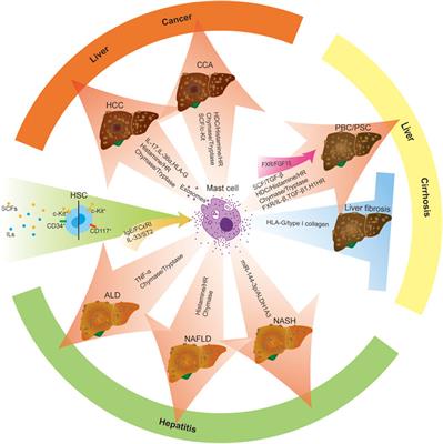 Exploring the role of mast cells in the progression of liver disease